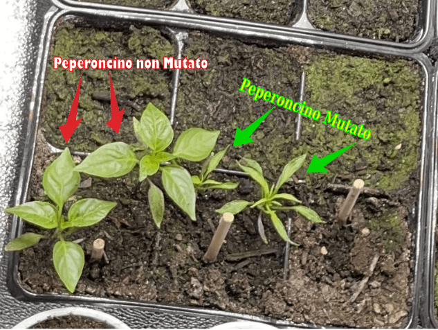 Peperoncino mutante